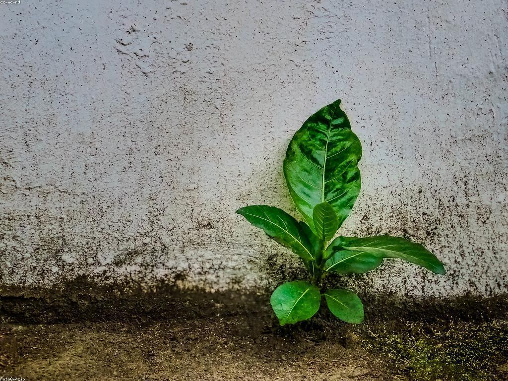 ឱកាសឈ្នះនិងការតាំងចិត្ត